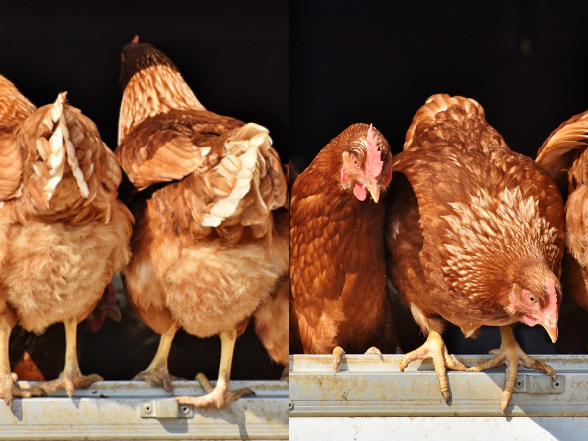 4 Backyard Chickens Standing on a window